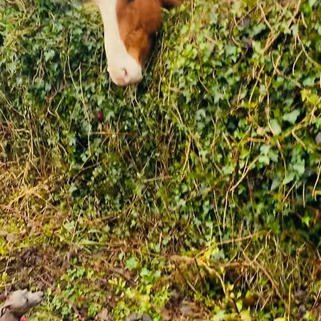 Lakeside Carrowmoreknock