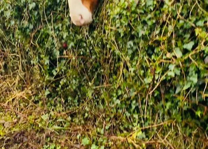 Lakeside Carrowmoreknock